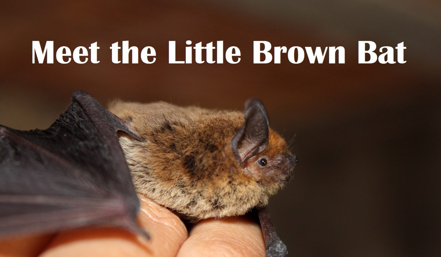 Comparing Little Brown Bats With Big Brown Bats Virginia Bat Pros